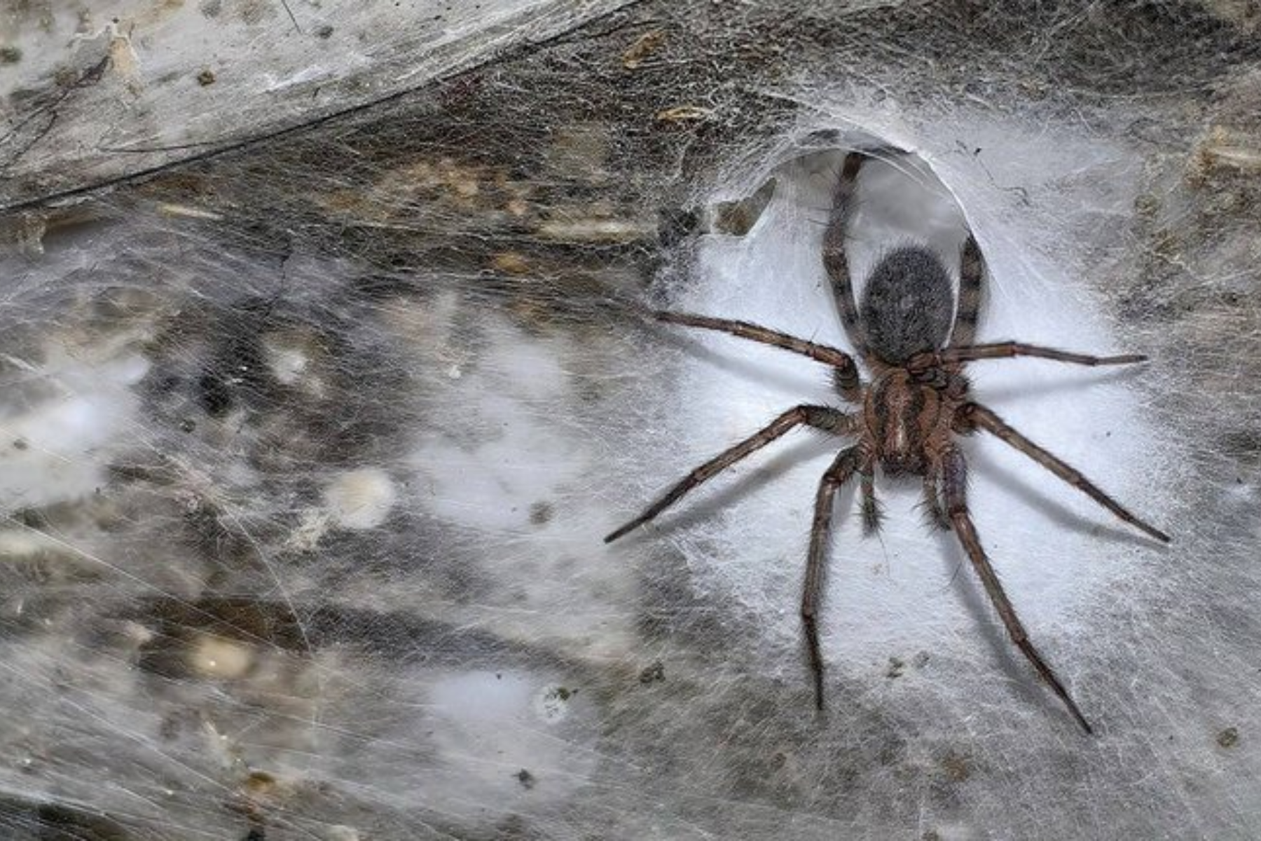 Araña